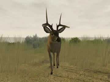 play deer hunter 2005